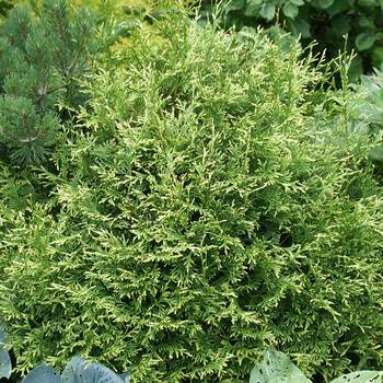 Туя западная ‘Stolwijk’ (Thuja occidentalis ‘Stolwijk’)